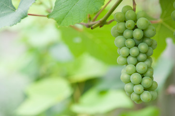 緑のぶどう, growing green delaware grapes bunch s07