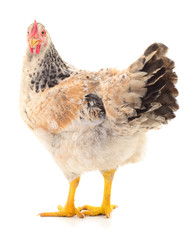 Brown hen isolated.