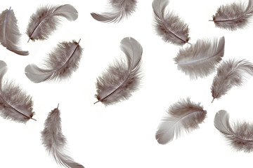 set of feathers isolated on white background