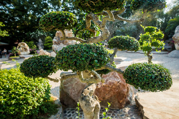 Obraz premium Luxury landscape design of the tropical garden. Beautiful view of tropical landscape