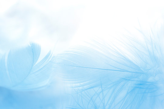 close up blue feather on white background.