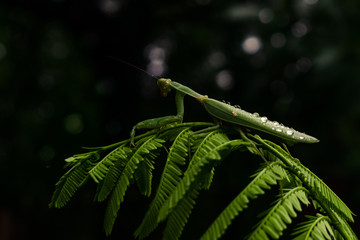 Naklejka premium Mantis