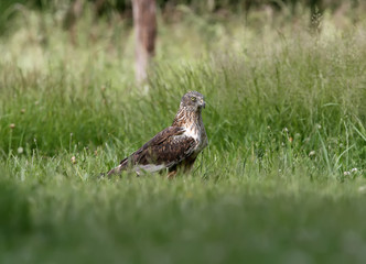 The male The western marsh harrier (Circus aeruginosus) sits on the ground among thick grass. Close-up and detailed photos