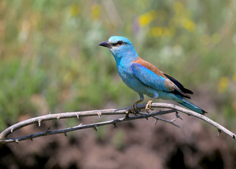 Close-up and vivid photos of the European roller (Coracias garrulus) are sitting on a branch on a beautiful blurred background. Bright colors and detailed pictures