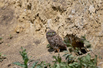 Obraz premium The little owl chicks are photographed in different funny situations after leaving the nest. They study the world around them with curiosity.
