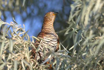close-up portrait of a female cuckoo unusual red morph sits in the leaves of a tree