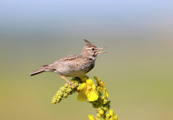 Crested Lark sits on a bright yellow plant on an unusually beautiful blurred background