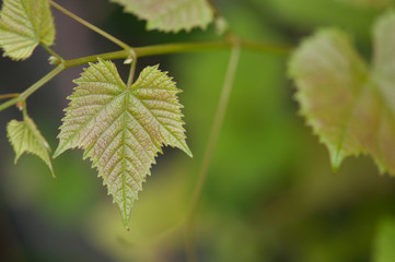 ぶどうの葉, growing green leaves of delaware grapes s10