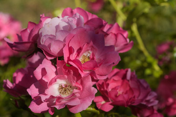 Obraz premium Rosa Rosenblüte im Auschnitt