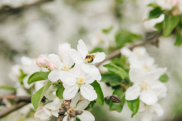 Wasp (Halictus) pollinates an apple tree in Moldova
