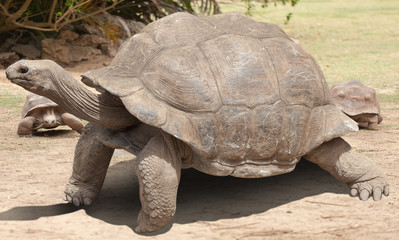 turtle on the road