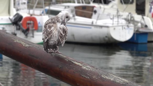 A young Mediterranean gull preening its feathers at the port