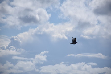 bird in flight