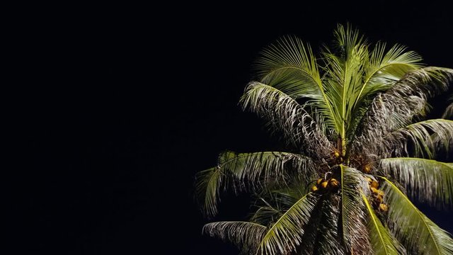 Looking Up at Palm Trees against Dark night Sky. Amazing backgound or backdrop with copy space. Silhouette of illuminated palm tree on dark.
