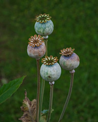 OLYMPUS DIGITAL CAMERA - POPPIES