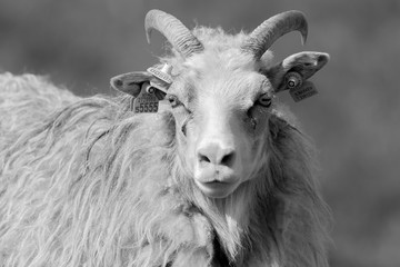 Wild sheep in at runde Norway