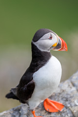 Puffin portrait at side at Runde Norway