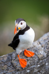Puffin standing at Runde Norway