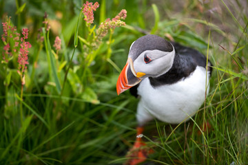 Puffin inside the fresh green gras at Runde Norway