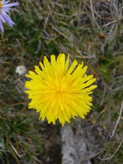 dandelion in grass