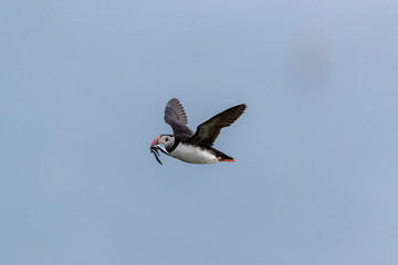 Puffin flying home with the fresh fish at Runde Norway