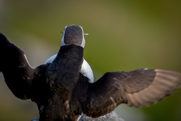Puffin with fresh fish from behind at birdisland Runde Norway