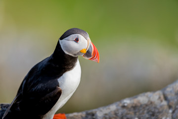 Puffin close up on the cliff at Runde Norway