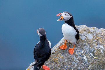 Puffin couple with mouth open on the cliff at Runde Norway