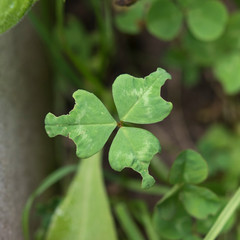 kleeblatt klee clover ungewöhnliche form unusual shape grün green ireland irland unique 3...