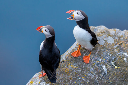 Puffin With Mouth Open On The Cliff At Runde Norway