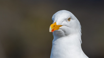 Seabird portrait at front