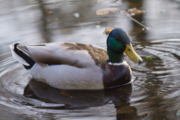 duck in the water