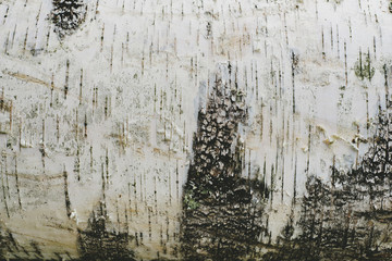 Closeup of birch bark, filter effect