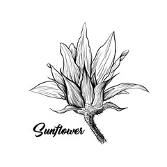 Sunflower hand drawn vector illustration. Floral ink pen sketch. Black and white clipart. Realistic wildflower freehand drawing. Isolated monochrome floral design element. Sketched outline