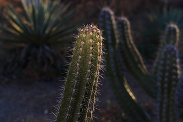 Cactus landscape. Cultivation of cacti. Cactus field. Garden of flower. Selective focus