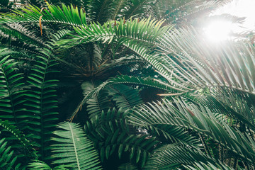 Jungle plants background (tropical leaves pattern). Tropical thickets and bushes in the jungle.