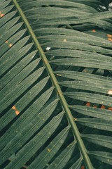 Jungle plants background (tropical leaves pattern). Tropical thickets and bushes in the jungle.