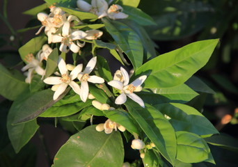 Fiori e foglie di limone.