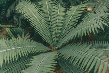 Jungle plants background (tropical leaves pattern). Tropical thickets and bushes in the jungle.