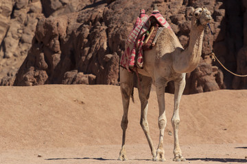 Camel caravan rest on desert sand. Three camels in resting camel caravan scene
