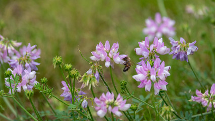 little purple flower closed up garden green background
