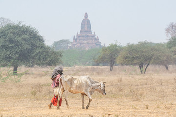 Shepherd grazing a gaunt cow through the dry field with temples and pagodas of ancient Bagan on...