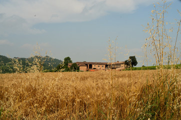 Fototapeta premium Landscape of Monferrato hills where grows grapes for Barbera and wheat