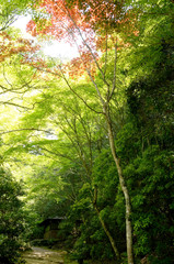 紅葉谷公園の青もみじ(1)