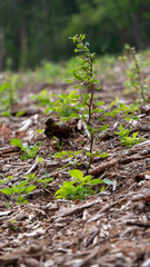 dark puddles in forest, deforested, trees mirrored in water surface