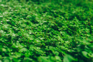 Jungle plants background (tropical leaves pattern). Tropical thickets and bushes in the jungle.