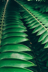 Plakat Jungle plants background (tropical leaves pattern). Tropical thickets and bushes in the jungle.