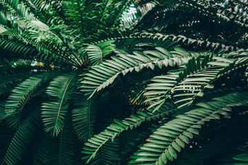 Jungle plants background (tropical leaves pattern). Tropical thickets and bushes in the jungle.