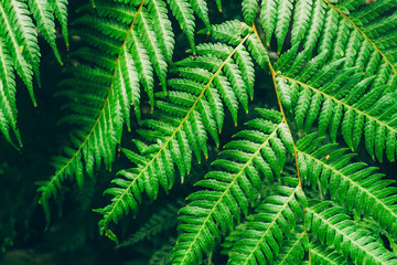 Jungle plants background (tropical leaves pattern). Tropical thickets and bushes in the jungle.