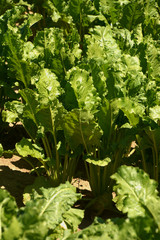 beta vulgaris leaves on field in bavaria in july macro shot, mangelwurzel or fodder beet lit by the...